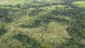 Giornata Nazionale Alberi, deforestazione 