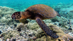 Carpisa, Wwf Italia,  tartarughe marine, ecosistemi fragili