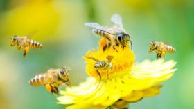 Energia pulita, fotovoltaico, biodiversità