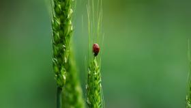 biodiversità