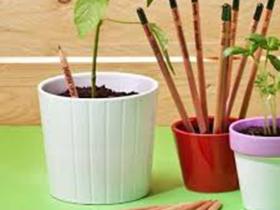la matita Sprout è l’unica piantabile al mondo
