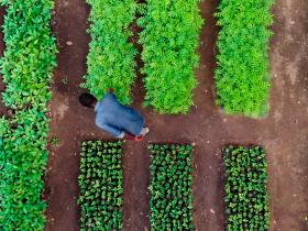 Tanzania - Vivaio - Il primo passo per realizzare un progetto Treedom è la costruzione di vivai in loco, che rimarranno in uso alle comunità locali (foto di Tommaso Ciuffoletti)